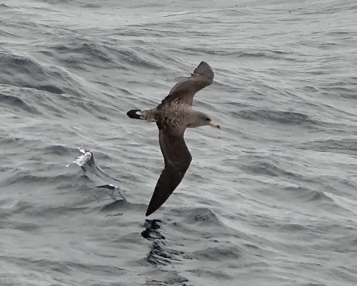 Cory's shearwater